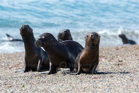 baby newborn sea lion on the beach 12038766 Stock Photo at Vecteezy