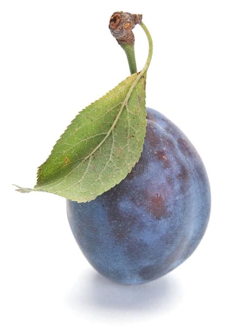 Blue Plum Fruit Collection On White Stock Image - Image of sweet ...