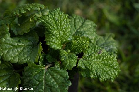 Melissa Officinalis Lemon Balm 07 Liter Pot P9 Bio