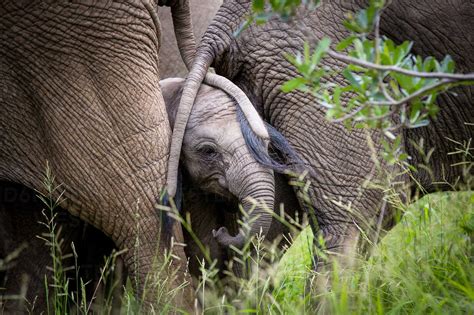 An Elephant Calf Loxodonta Africana Stands With Two Elephant S Tails