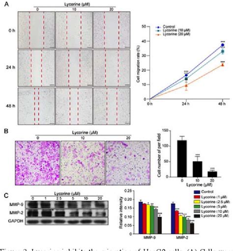 Figure From Lycorine Inhibits Cell Proliferation And Migration By