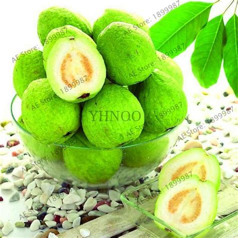 100Pcs Guava Fruit Seeds OutletTrends.com Free Shipping Up to 70% OFF