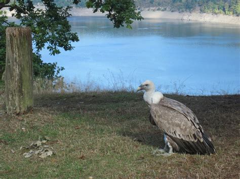 Vulture Birds Of Prey Scavenger - Free photo on Pixabay - Pixabay