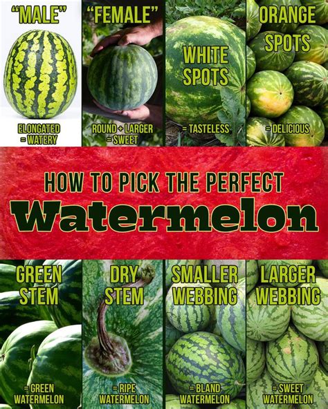 How To Pick A Watermelon Watermelon Picking Watermelon Cut Watermelon