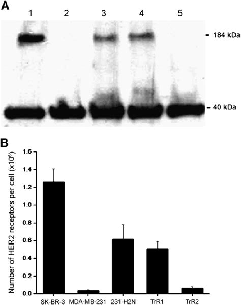 A Western Blot For Expression Of Her2 Ecd 184 Kda In Sk Br 3 Lane