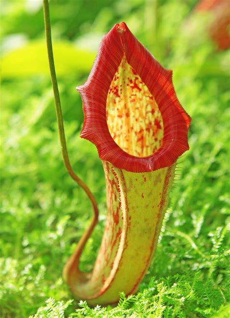 7 Creepy Carnivorous Plants Carnivorous Plants Insect Eating Plants