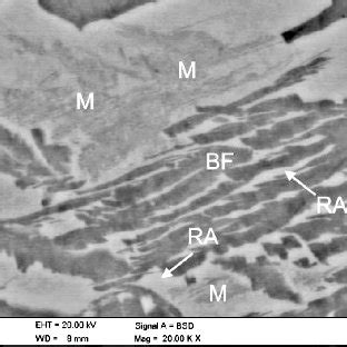 Sem Micrograph Showing Strain Induced Martensite In Blocky Grains Of