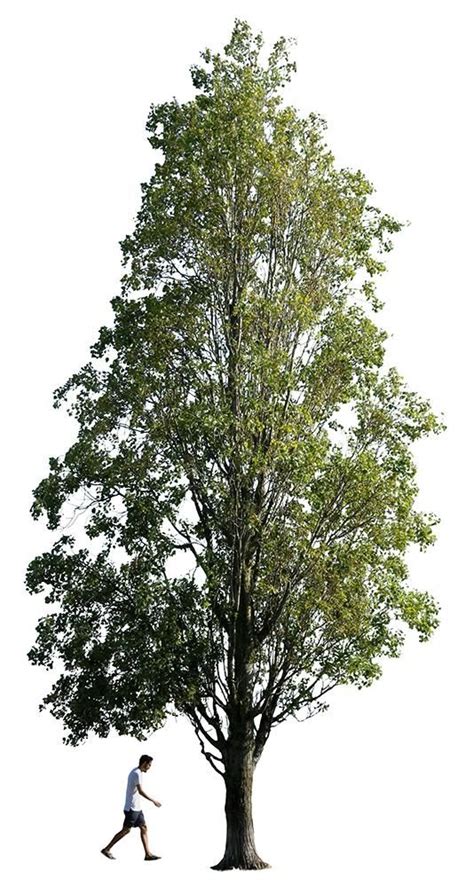 Populus Nigra People Tree Photoshop Landscape Design Drawings Poplar Tree