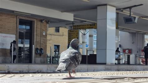 Um Pombo Est Parado Nos Trilhos Em Frente A Um Pr Dio Que Diz