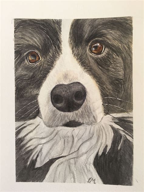 Border Collie Watercolour Painting Watercolor Paintings Watercolor