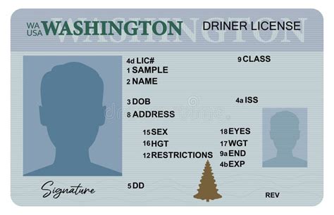 Washington Driver License Isolated On White Background Person Driver License Stock Illustration