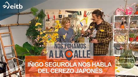 Iñigo Segurola nos habla del cerezo japonés del ginkgo biloba y cómo