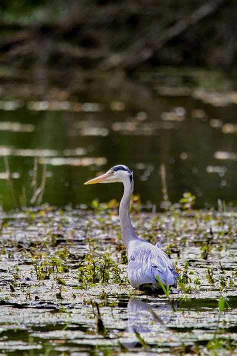 Héron léa bihr Flickr