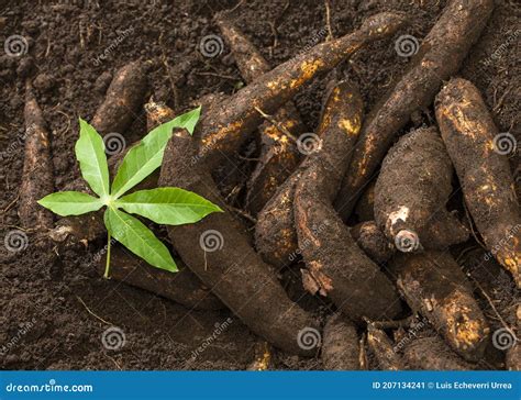 Manihot Esculenta Cassava Yuca Manioc Mandioca Brazilian Ar Royalty