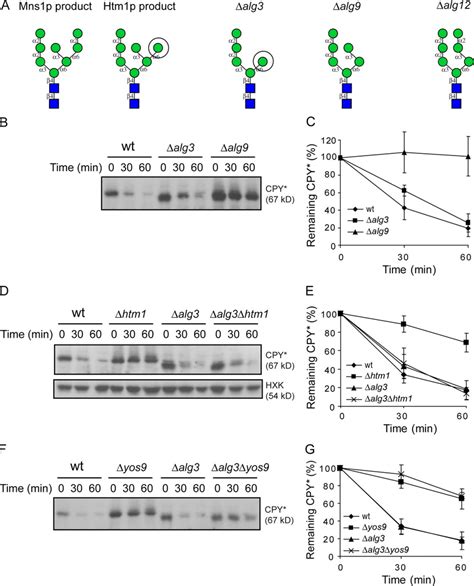 Htm Independent But Yos Dependent Degradation Of Cpy In Alg Cells