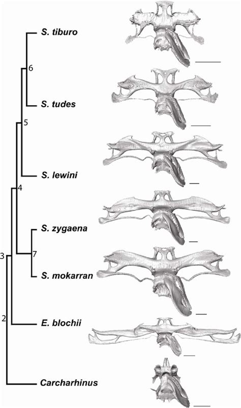 Chondrocranium Mandibular And Hyoid Arch Skeletons Of Each Species