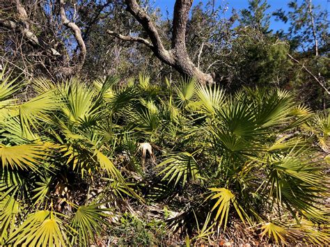 Saw Palmetto Tree Care