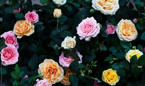 "Beautiful Roses On Flower Market" by Stocksy Contributor "Dobránska ...