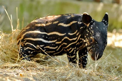 Tapir Symbolism - Spirit Animal Totems