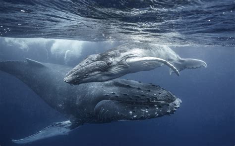 Télécharger fonds d écran Les baleines à bosse baleines à fanons