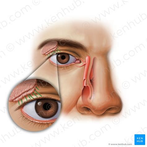 Lacrimal Apparatus Anatomy Parts And Function Kenhub