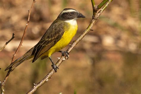 Bentevizinho De Penacho Vermelho Myiozetetes Similis Soc Flickr