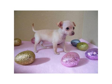 Very small chihuahua puppies for sale San Diego - Puppies for Sale Near Me