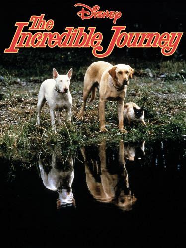 The Incredible Journey 1963 Fletcher Markle Releases Allmovie