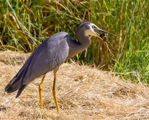 Do Birds Have Taste Buds Yes They Do Complete Guide Bird Guidance