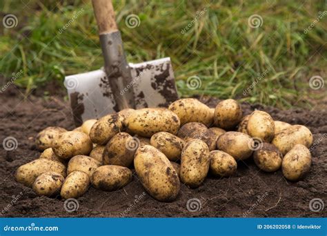 Oogst Van Aardappelen Gesloten Biologische Groenten Oogsten Stock Foto