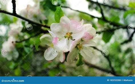 Apple Tree in Spring As a Background Stock Photo - Image of nature ...