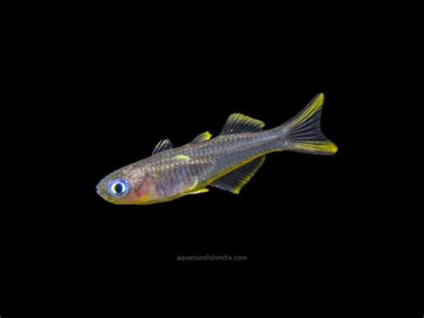 Forktail Rainbowfish Aquarium Fish India