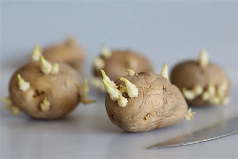 Peut on manger des pommes de terres qui ont germé