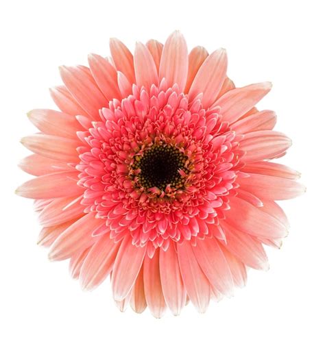 Flor Rosada De La Margarita Del Gerbera Aislada En Blanco Foto Premium