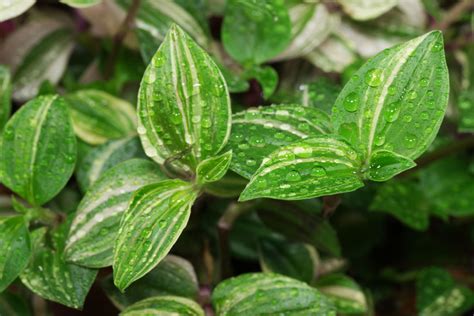 Tradescantia Fluminensis „tricolor