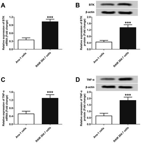 Synergistic Effect Of Brutons Tyrosine Kinase And Tnf‑α In The