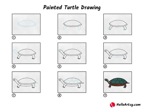 Painted Turtle Drawing - HelloArtsy