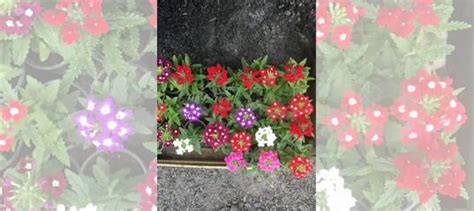 Рассада вербены купить в Новосибирске | Товары для дома и дачи | Авито