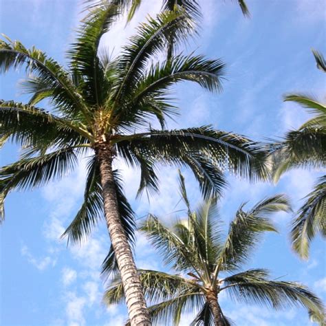 My favorite view in Honolulu. | Honolulu, Plants, Garden