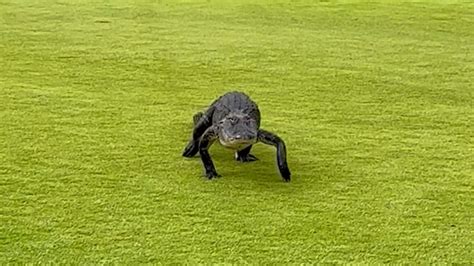 Alligator strolls through golf course