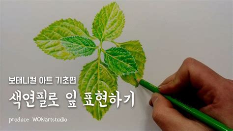 보태니컬 아트 기초편 색연필로 잎 표현하기 색연필 색연필 그림 꽃 그리기