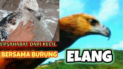 BERSAHABAT DARI KECIL BERSAMA BURUNG ELANG YouTube