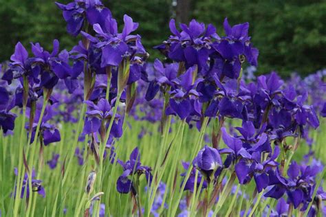 Left Wordless By Visiting a Flower Farm — Lots of Irises & Peonies!