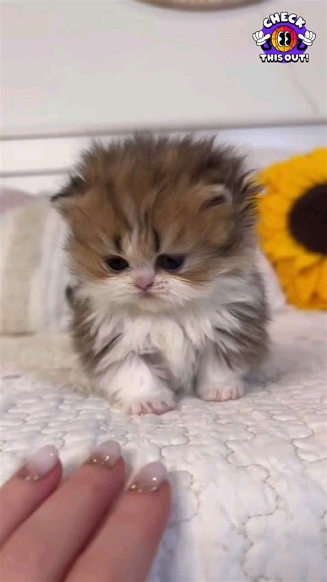 A cute kitty | Kittens cutest, Cute animals, Cute baby animals