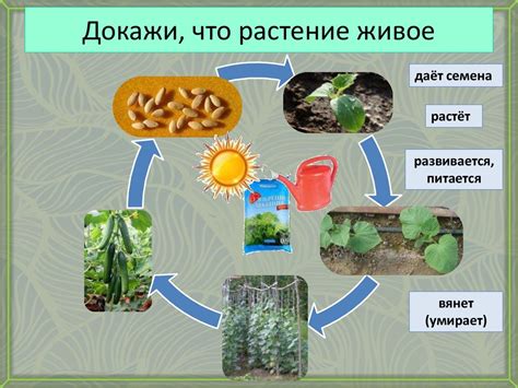 Растения – живые существа - online presentation