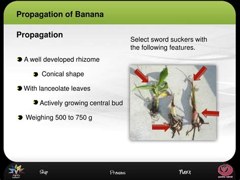 Ppt Propagation Of Banana Powerpoint Presentation Free Download Id