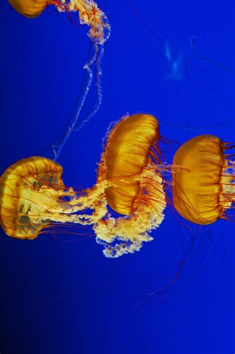 Jellyfish, Aquarium | Aquarium, Pets, Nature