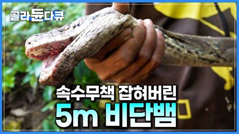 장장 이틀 만에 잡힌 5m 대물 비단뱀 맹독 품은 독사 잡는 인도네시아 뱀 사냥꾼｜땅꾼｜극한직업｜골라듄다큐 Youtube