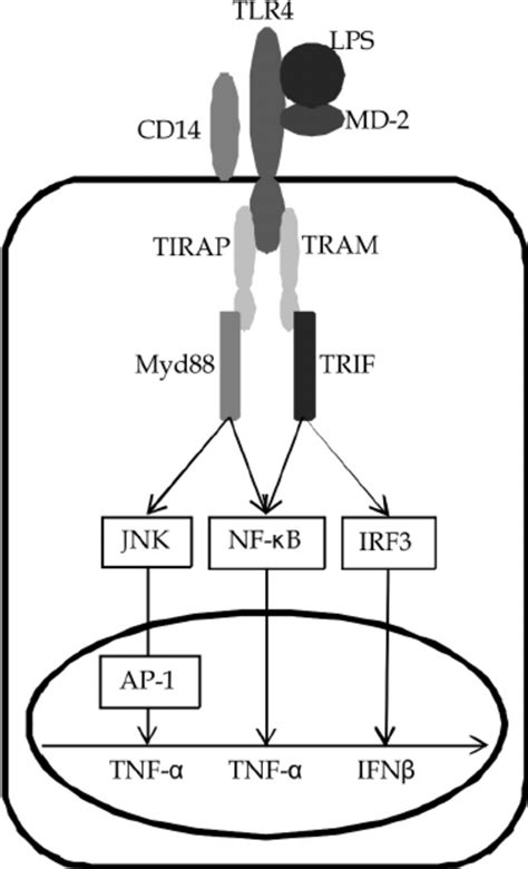 Overview Of Lpstlr4 Signalling Pathway Stimulation Of Tlr4 By Lps