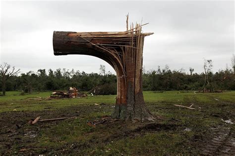 The Remains Of A Destroyed Tree After A Massive Tornado In Joplin Missouri R Pics